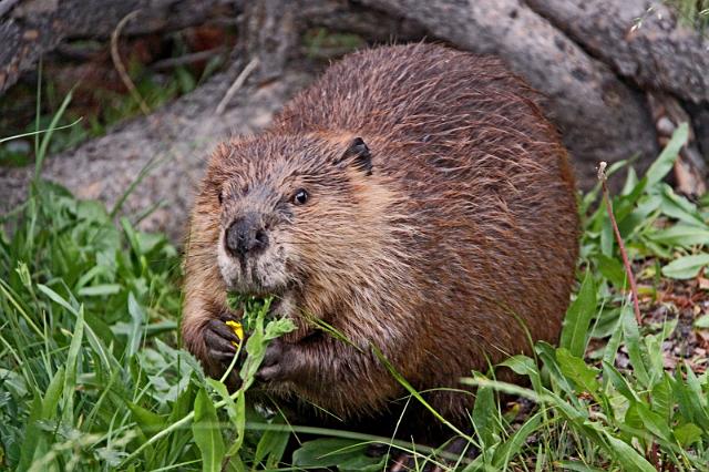 060 yellowstone, bever.JPG